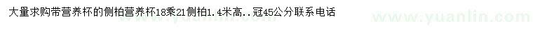 求購高4米側柏