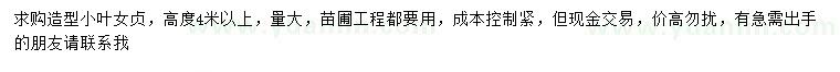 求購高4米以上造型小葉女貞