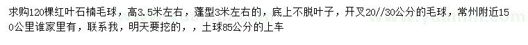 求購高3.5米左右紅葉石楠毛球