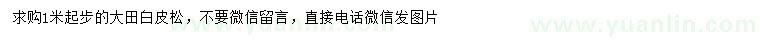 求購1米以上白皮松