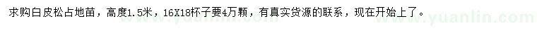 求購高1.5米白皮松