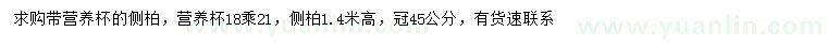 求購高1.4米側(cè)柏