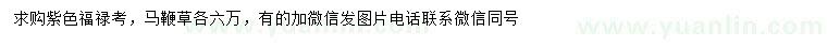 求購(gòu)紫色福祿考、馬鞭草