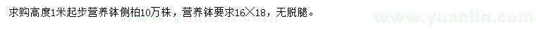 求購高1米起步側(cè)柏
