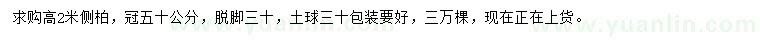 求購高2米側(cè)柏