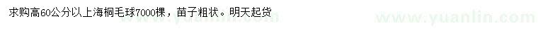求購高60公分以上海桐毛球