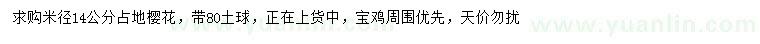 求購米徑14公分占地櫻花