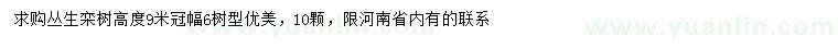 求購高9米叢生欒樹