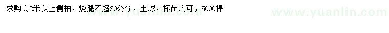 求購高2米以上側(cè)柏