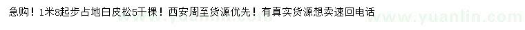 求購1.8米起步占地白皮松