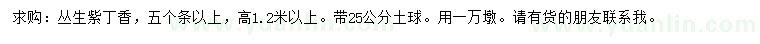求購高1.2米以上叢生紫丁香