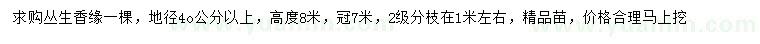 求購地徑40公分以上叢生香緣