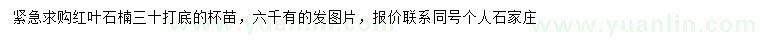 求購30公分打底紅葉石楠