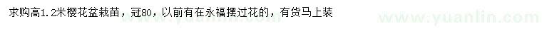 求購高1.2米櫻花