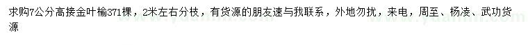 求購(gòu)7公分高接金葉榆