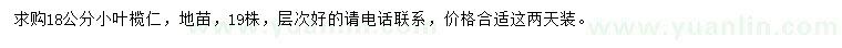 求購18公分小葉欖仁