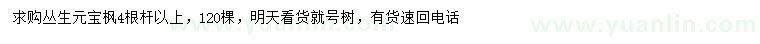 求購(gòu)叢生元寶楓
