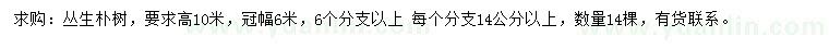 求購高10米叢生樸樹