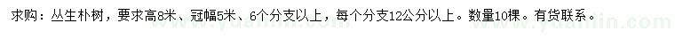 求購高8米叢生樸樹