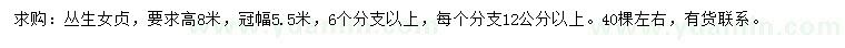 求購高8米叢生女貞