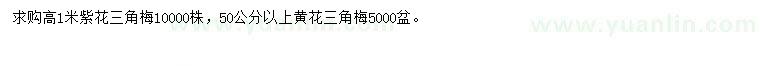 求購高1米紫花三角梅、50公分以上黃花三角梅
