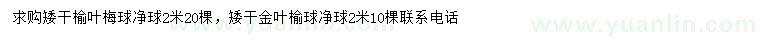 求購(gòu)2米榆葉梅球、金葉榆球