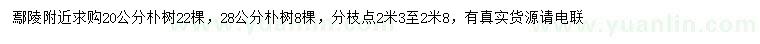 求購20、28公分樸樹