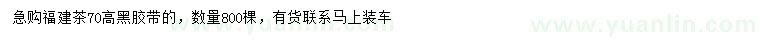 求購高70公分福建茶