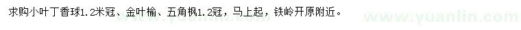 求購小葉丁香球、金葉榆、五角楓