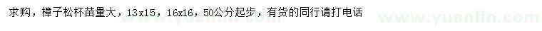 求購50公分起步樟子松