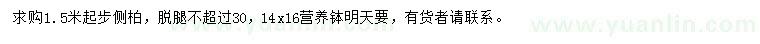求購1.5米起步側(cè)柏