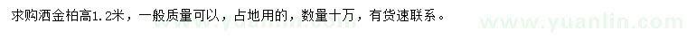 求購高1.2米灑金柏