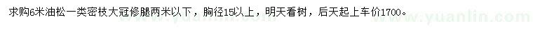 求購6米油松