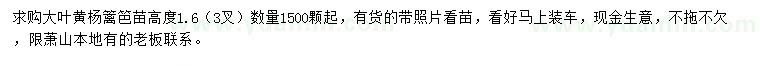 求購高1.6米大葉黃楊籬笆苗