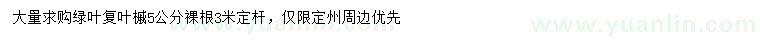 求購5公分綠葉復(fù)葉槭