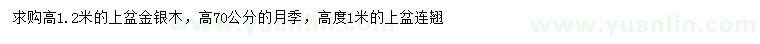 求購金銀木、月季、連翹