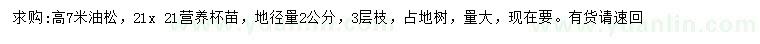 求購高7米油松
