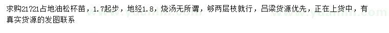 求購1.7米起步占地油松