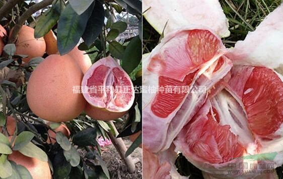 三紅蜜柚苗圖片/三紅蜜柚苗報價