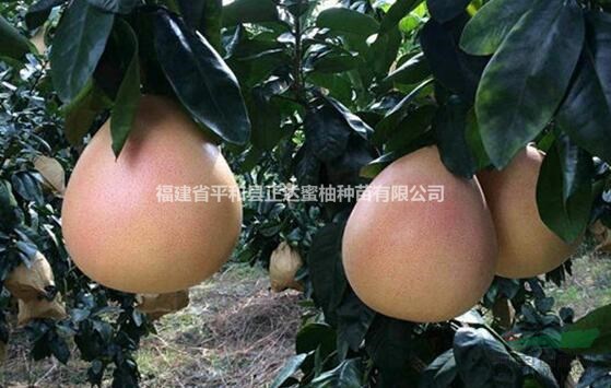 三紅蜜柚苗圖片/三紅蜜柚苗報價