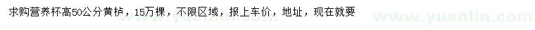 求購高50公分黃櫨