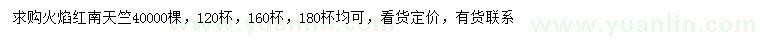 求購火焰紅南天竺