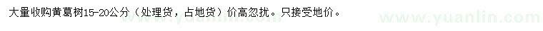 求購15-20公分黃葛樹