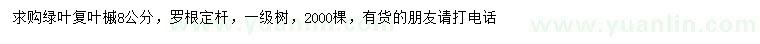 求購8公分綠葉復(fù)葉槭
