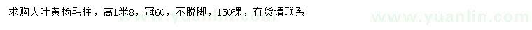 求購高1.8米大葉黃楊毛柱