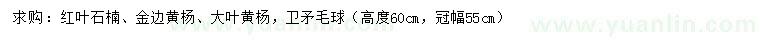 求購紅葉石楠、金邊黃楊、大葉黃楊等