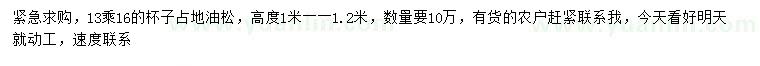 求購高1-1.2米占地油松