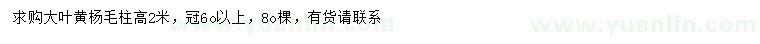 求購高2米大葉黃楊毛柱