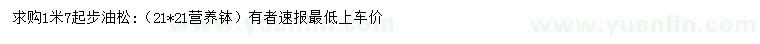 求購1.7米起步油松