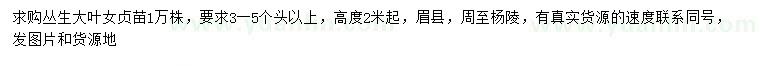 求購(gòu)高2米起叢生大葉女貞